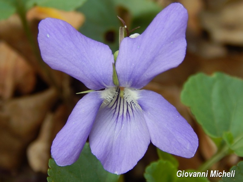 Parco del Ticino - Viola riviniana